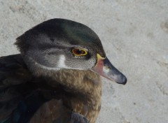 Fonds d'cran Animaux Canard songeur !