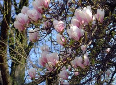 Fonds d'cran Nature Magnolias forever