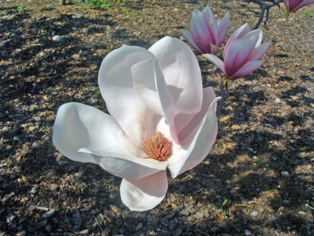 Fonds d'cran Nature Fleurs En fleurs