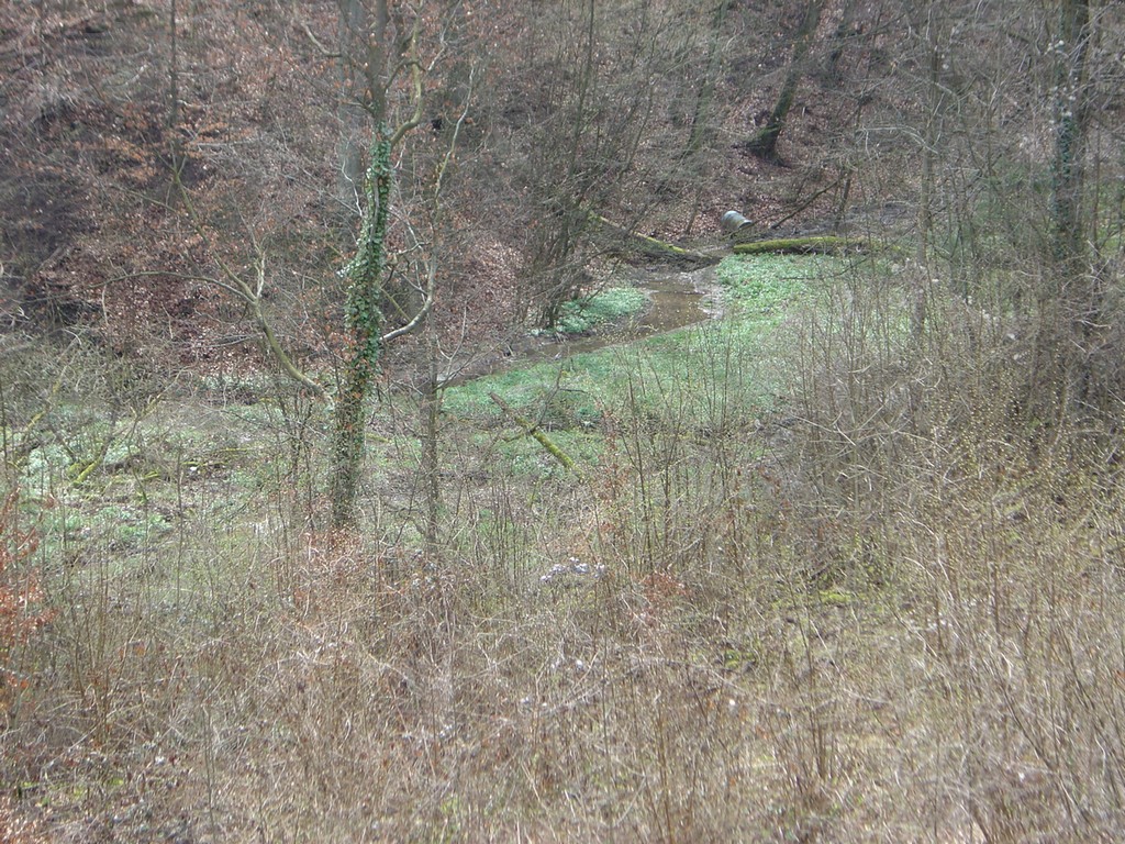 Fonds d'cran Nature Arbres - Forts chercher l ereur