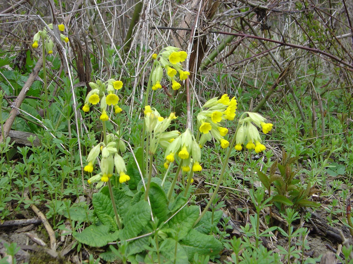 Fonds d'cran Nature Fleurs primeur