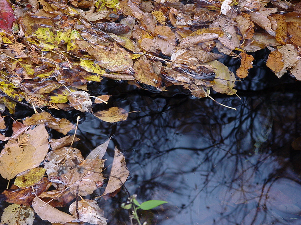 Fonds d'cran Nature Feuilles - Feuillages Bain de feuilles