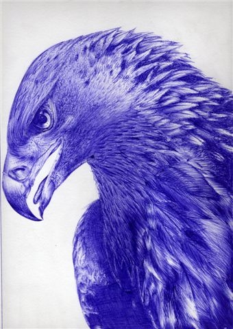 Wallpapers Art - Pencil Animals - Birds - Raptors Tte d\\\'aigle