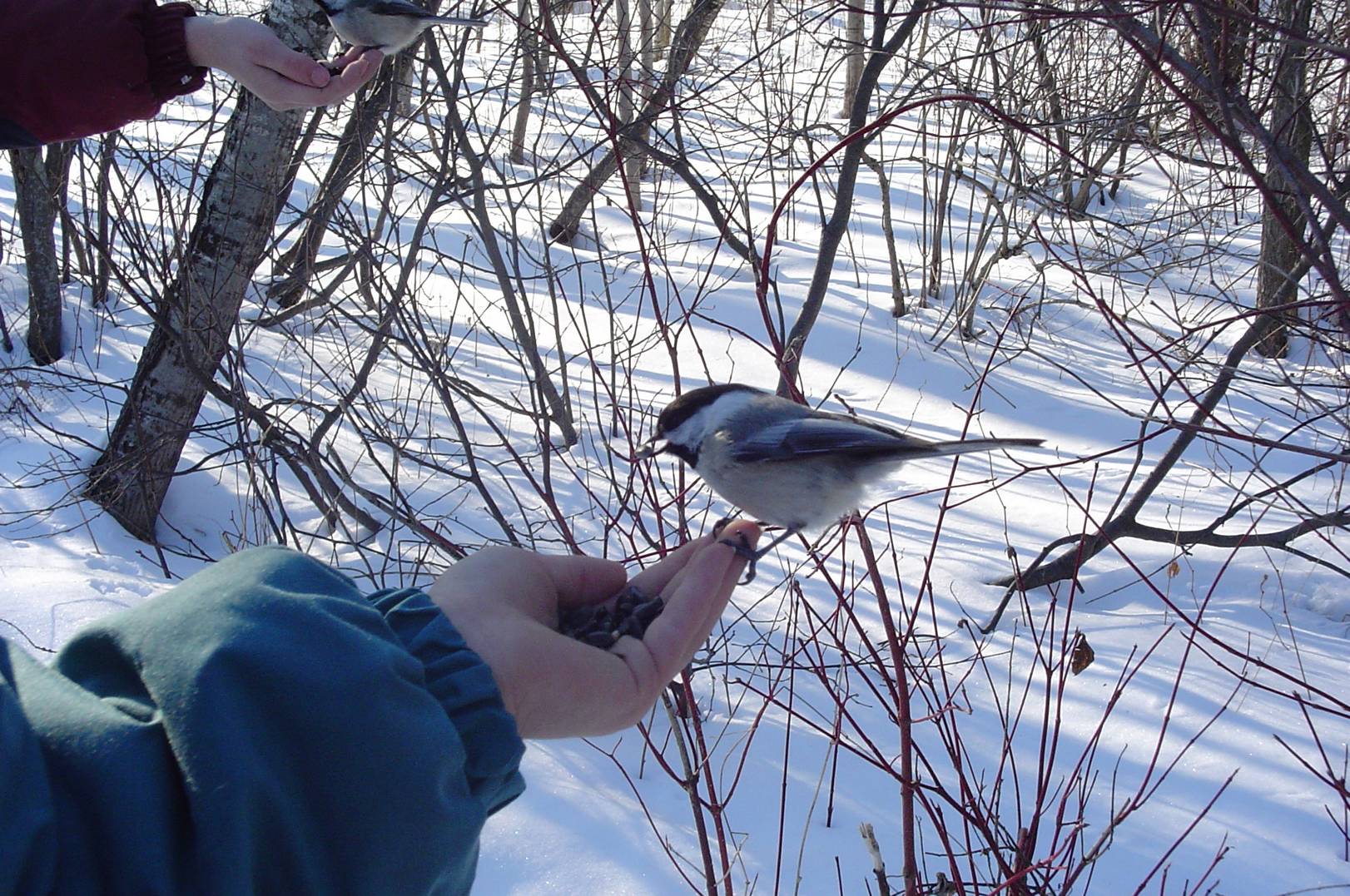 Wallpapers Animals Birds - Chickadees msange