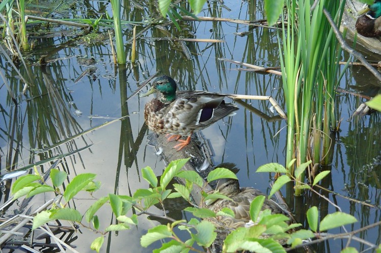 Wallpapers Animals Birds - Ducks canard