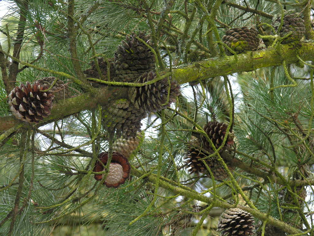 Fonds d'cran Nature Arbres - Forts 