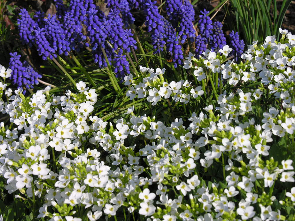 Fonds d'cran Nature Fleurs 