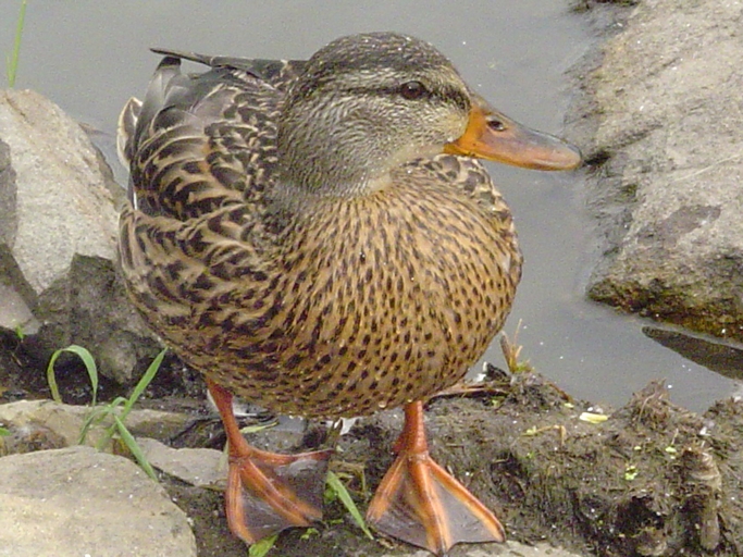 Wallpapers Animals Birds - Ducks canard