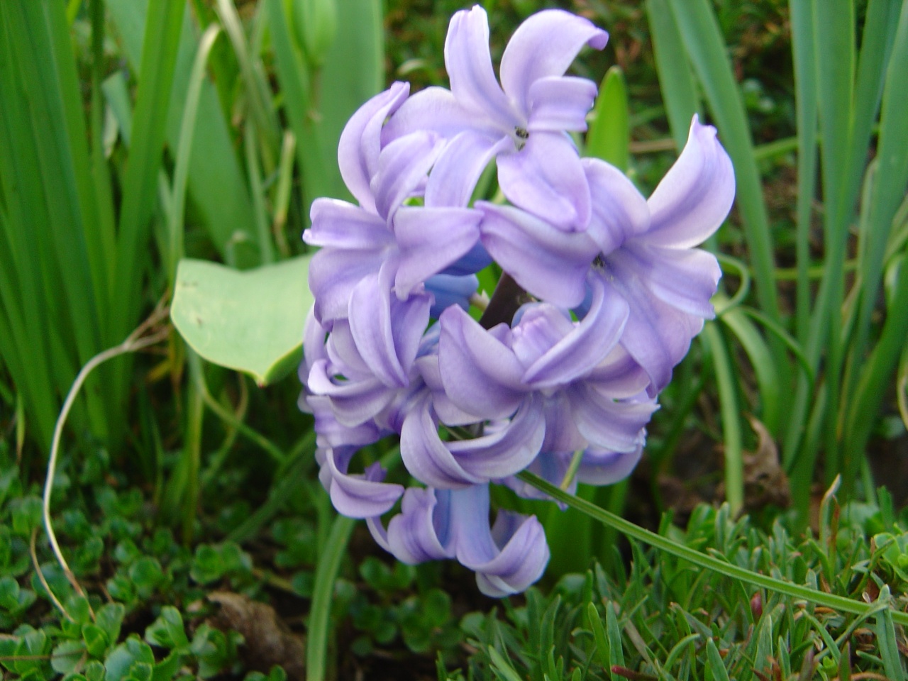 Fonds d'cran Nature Fleurs 