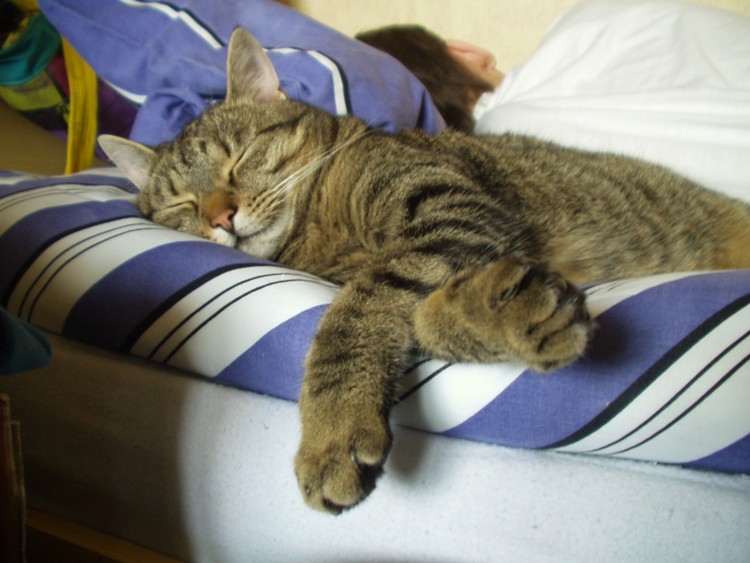 Fonds d'cran Animaux Chats - Chatons Bonne sieste.