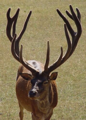 Fonds d'cran Animaux Cervids Des bois impressionnants !