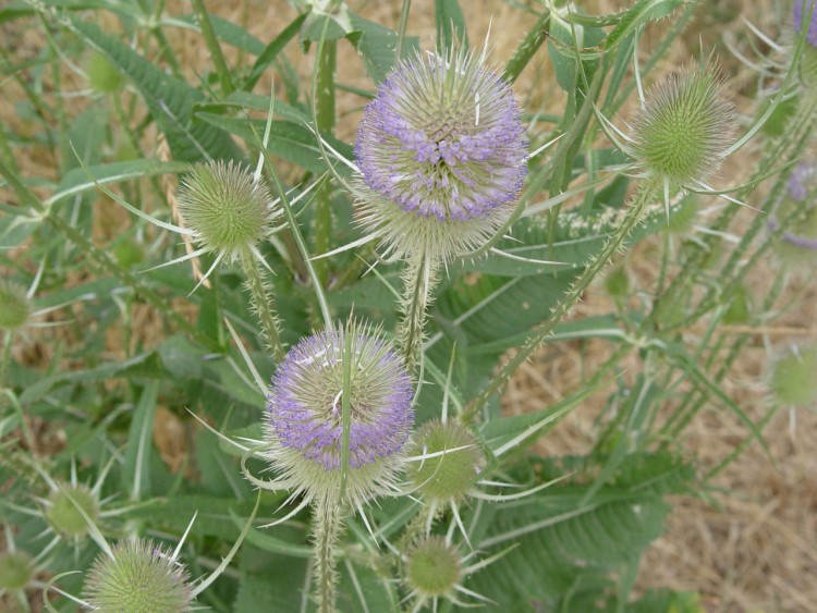 Wallpapers Nature Flowers Chardon bleu