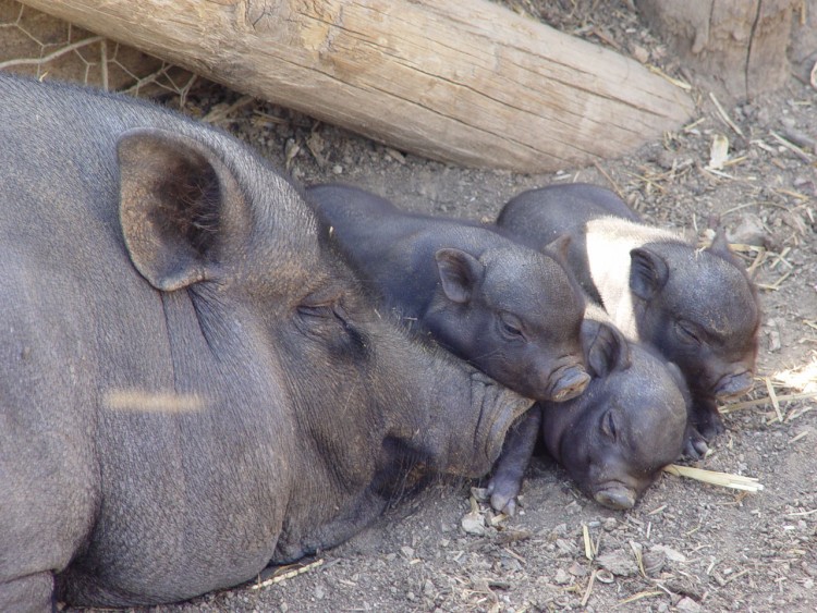 Wallpapers Animals Pigs La truie et ses 3 petits cochons