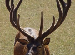 Fonds d'cran Animaux Des bois impressionnants !