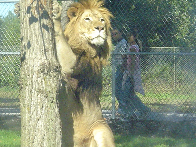 Fonds d'cran Animaux Flins - Lions le roi