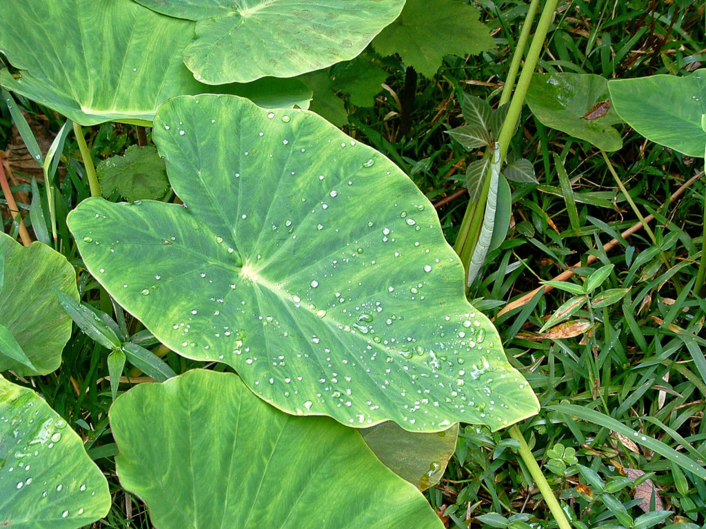 Fonds d'cran Nature Feuilles - Feuillages Ile de la Reunion