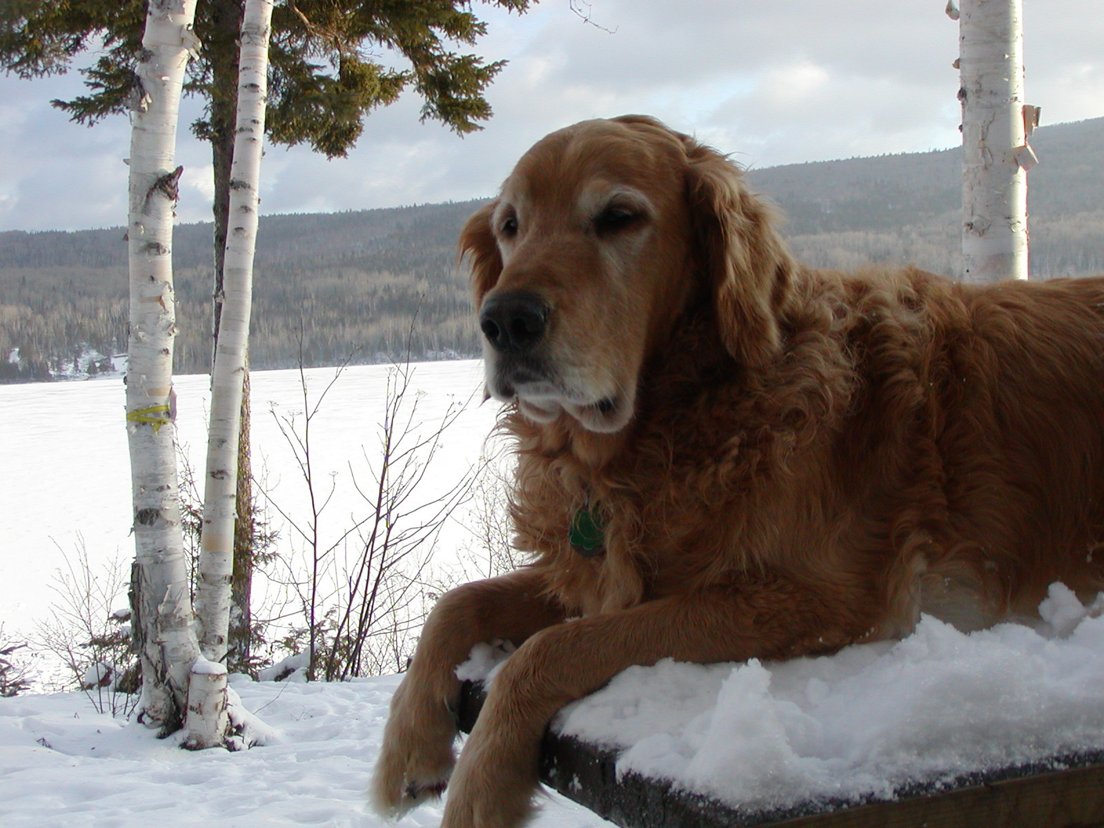 Fonds d'cran Animaux Chiens momo au lac ponik