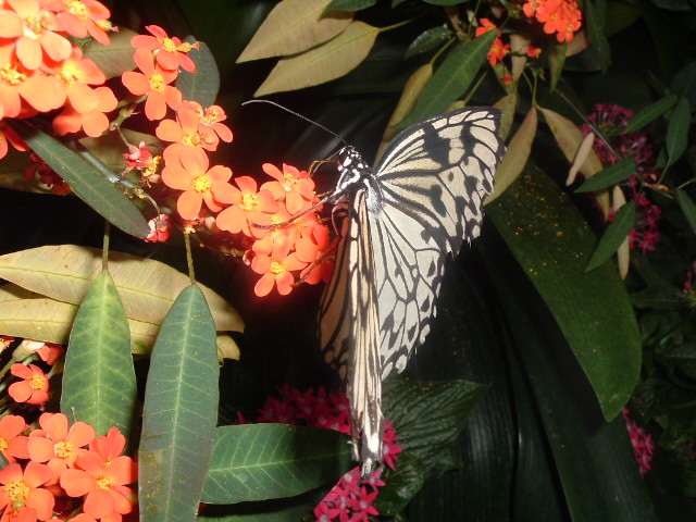 Fonds d'cran Animaux Insectes - Papillons 