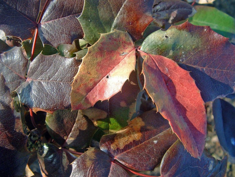 Fonds d'cran Nature Feuilles - Feuillages En couleurs...