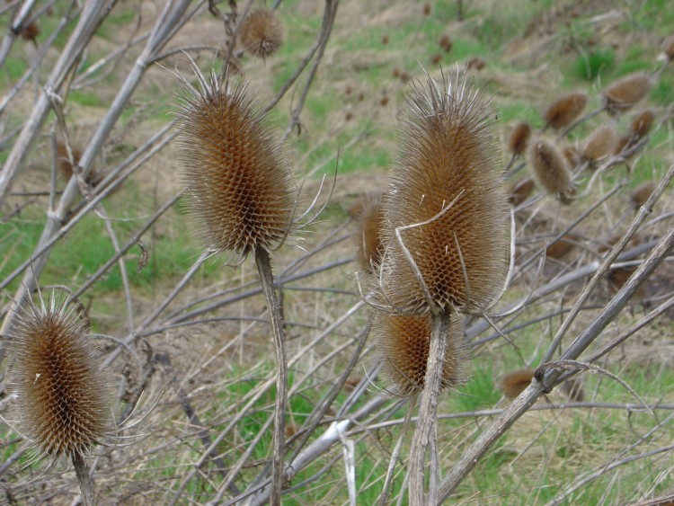 Fonds d'cran Nature Fleurs ca pique!!