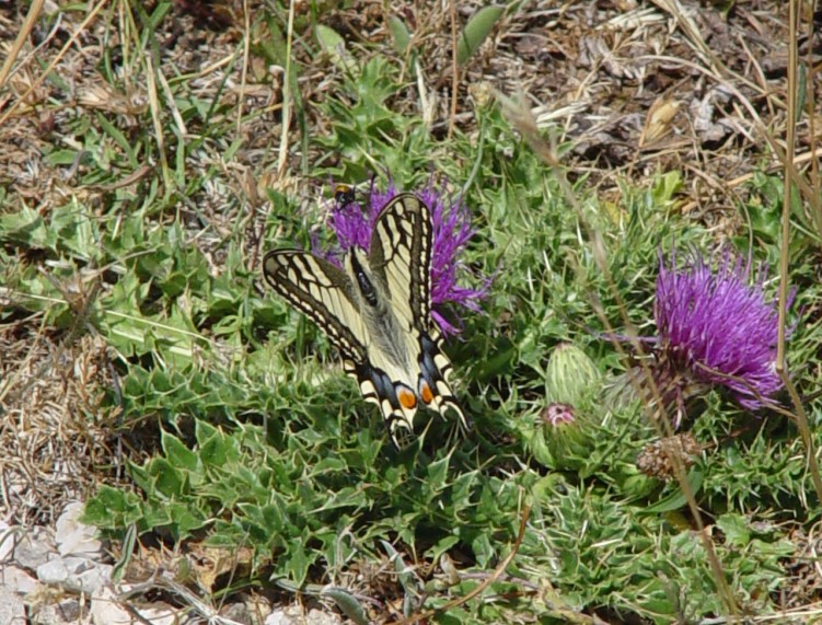 Fonds d'cran Animaux Insectes - Papillons Petit djeuner sur l'herbe