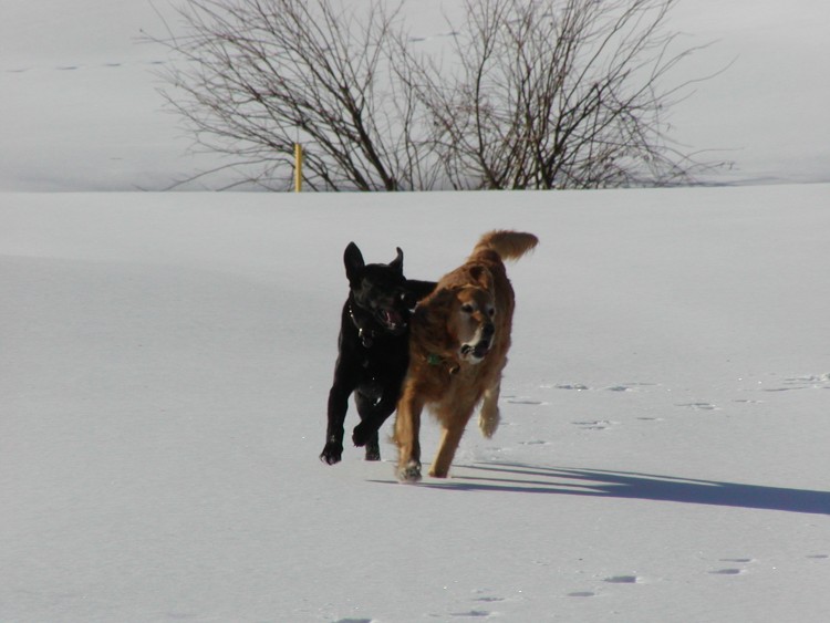 Fonds d'cran Animaux Chiens momo et jules en action