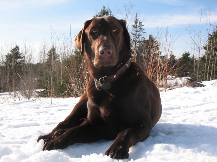 Fonds d'cran Animaux Chiens Teddy  l'iles verte