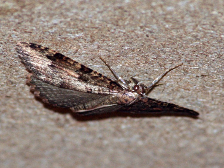 Fonds d'cran Animaux Insectes - Papillons papillon de nuit