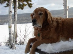 Fonds d'cran Animaux momo au lac ponik