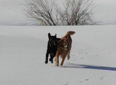 Fonds d'cran Animaux momo et jules en action