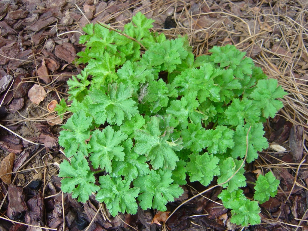 Fonds d'cran Nature Fleurs 