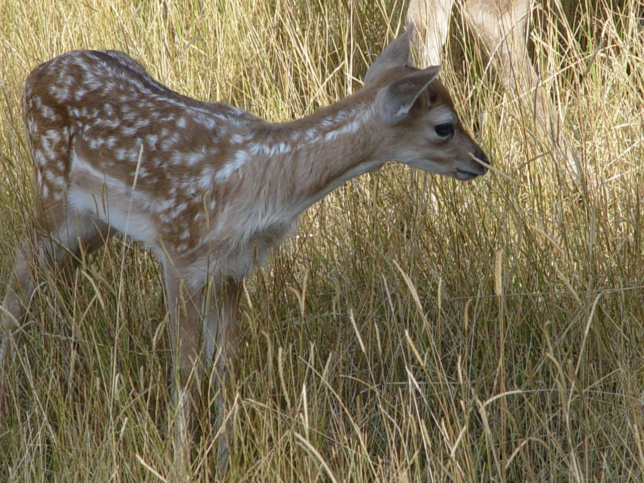 Fonds d'cran Animaux Cervids Faon cherchant une maman