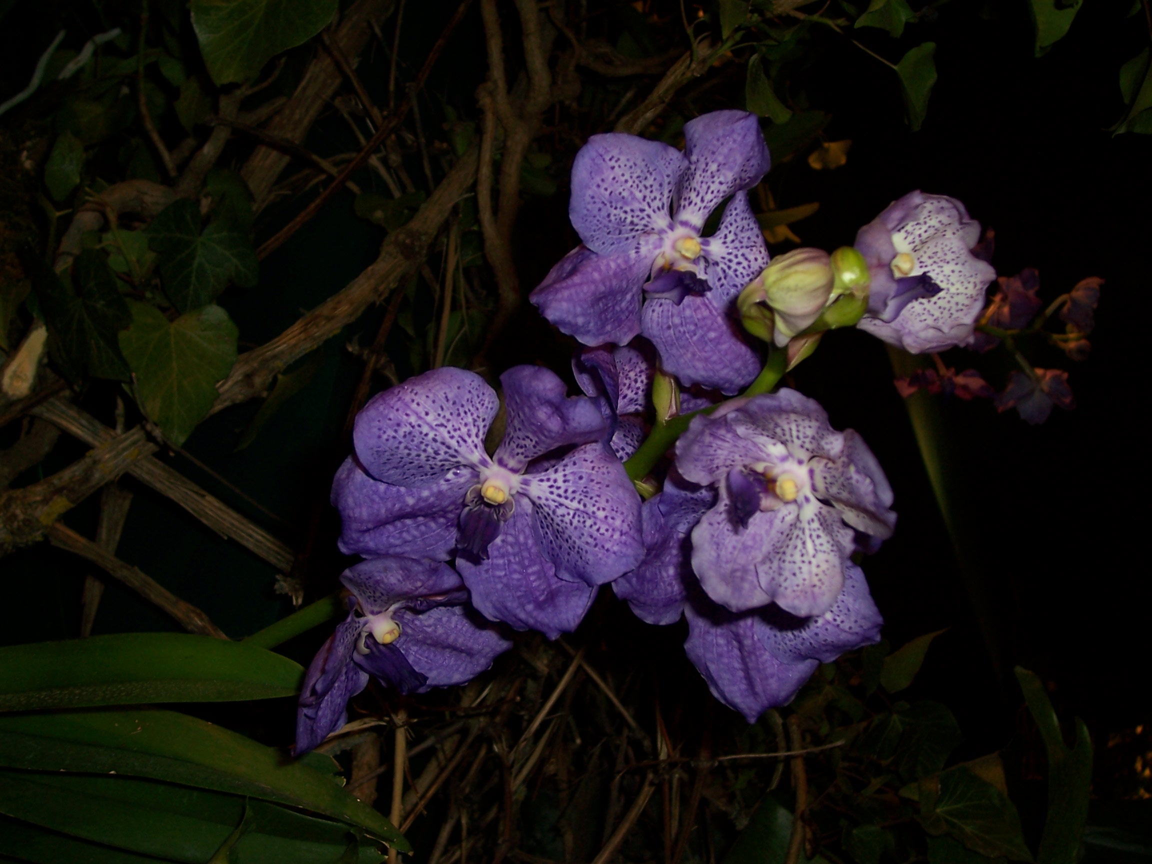 Fonds d'cran Nature Fleurs orchide Vanda