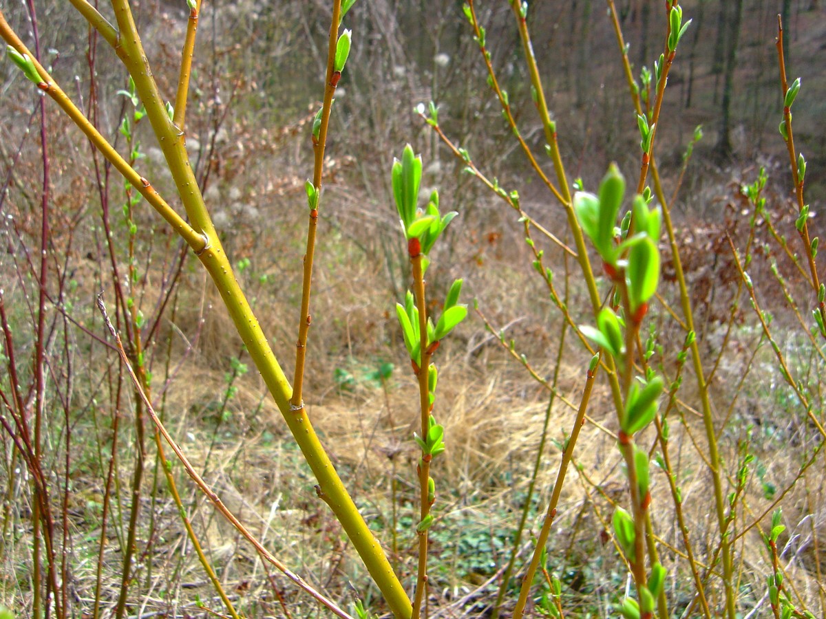 Fonds d'cran Nature Feuilles - Feuillages printemps