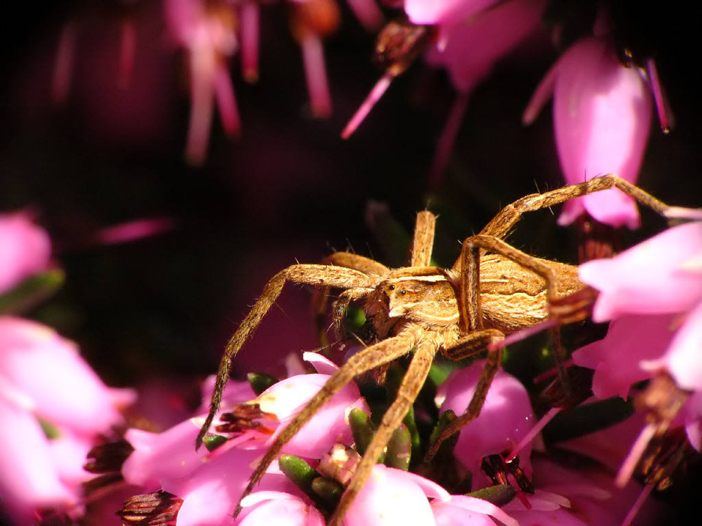 Fonds d'cran Animaux Araignes pas belle