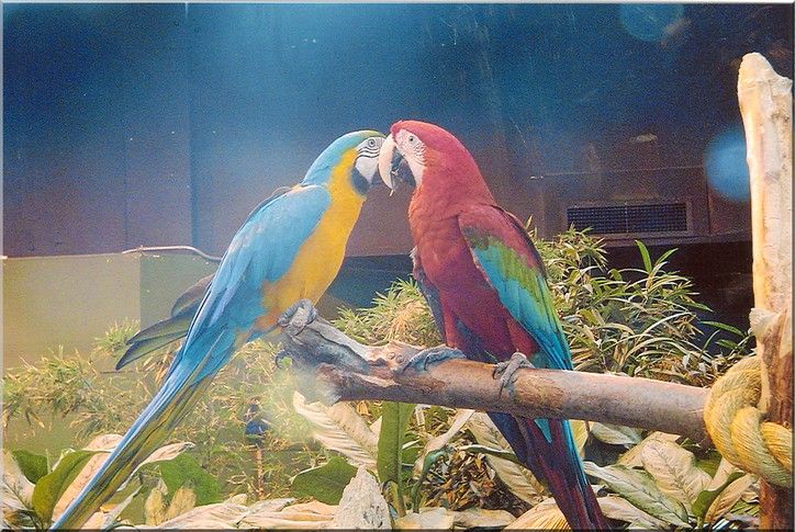 Wallpapers Animals Birds - Parrots je t aime