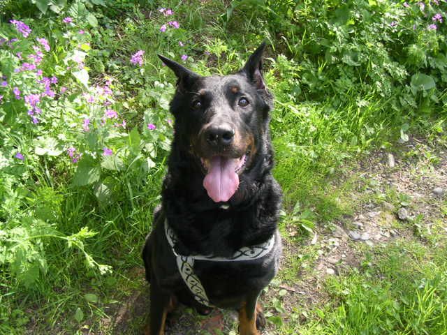 Fonds d'cran Animaux Chiens must le beauceron marseillai