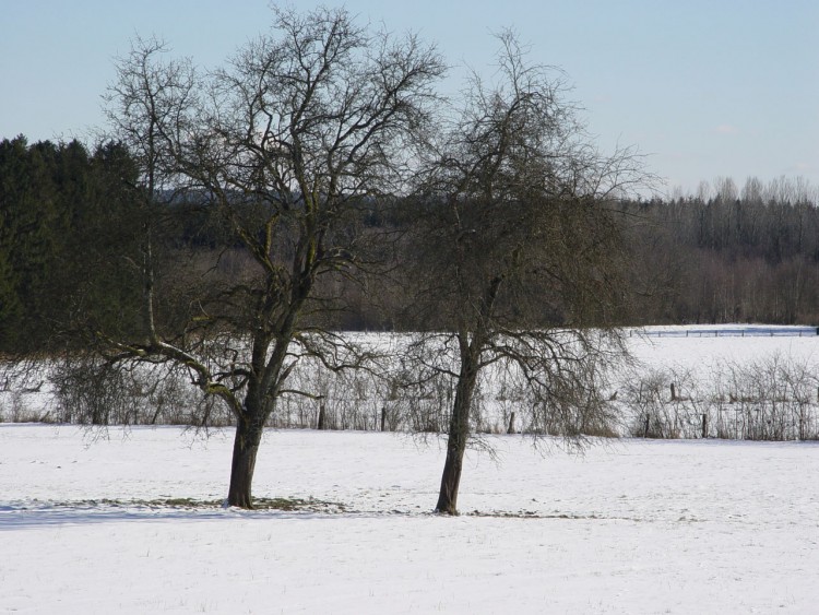 Fonds d'cran Nature Arbres - Forts Arbres frissonnants