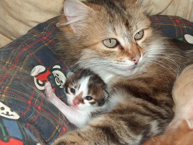 Fonds d'cran Animaux Chats - Chatons La Maman des chatons