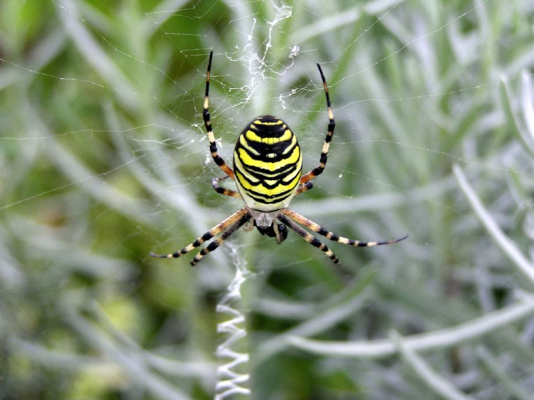 Fonds d'cran Animaux Araignes agrione