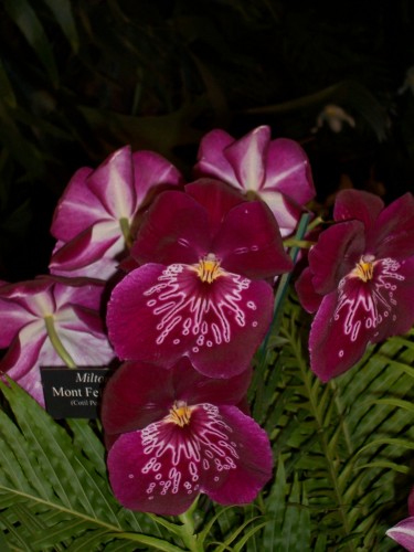 Fonds d'cran Nature Fleurs orchides meltonia