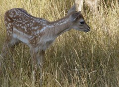 Fonds d'cran Animaux Faon cherchant une maman