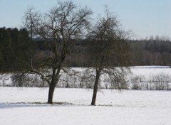 Fonds d'cran Nature Arbres frissonnants