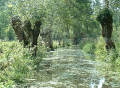 Fonds d'cran Nature Venise Verte