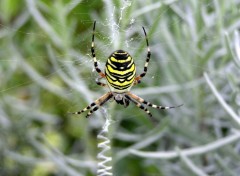 Fonds d'cran Animaux agrione