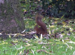 Fonds d'cran Animaux Ecureuil roux