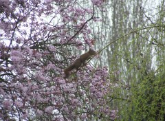 Fonds d'cran Animaux Changeons d'arbre