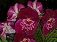 Fonds d'cran Nature orchides meltonia