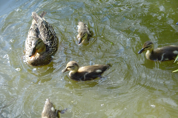 Wallpapers Animals Birds - Ducks canard