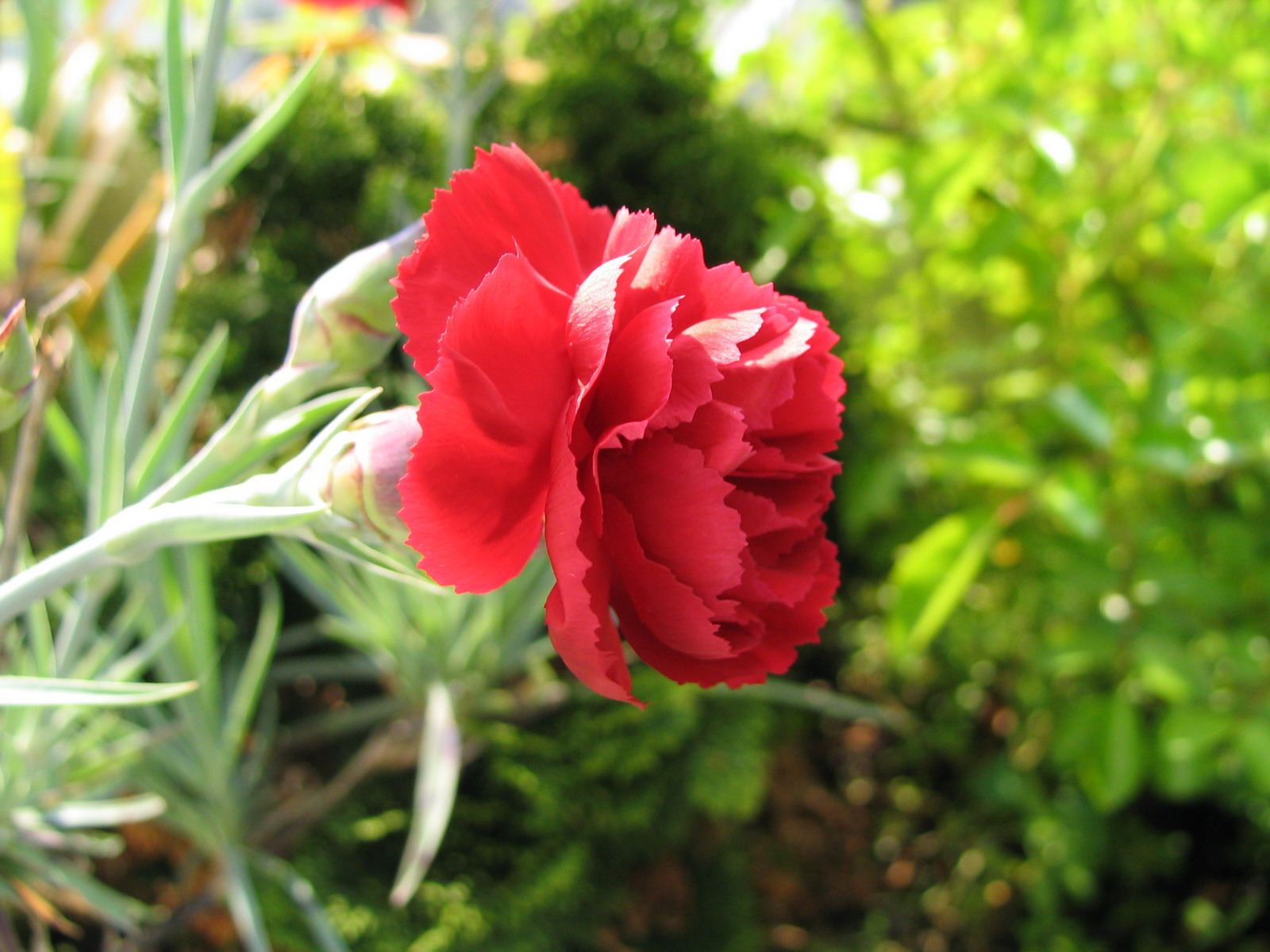 Wallpapers Nature Flowers Oeillet rouge